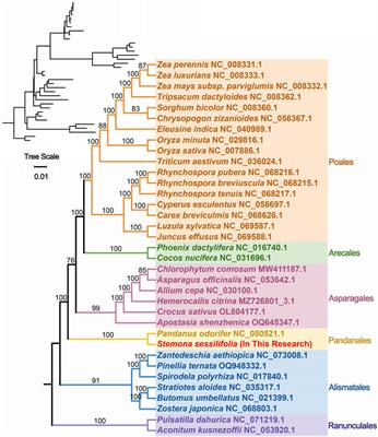 Mitochondrial genome complexity in Stemona sessilifolia: nanopore sequencing reveals chloroplast gene transfer and DNA rearrangements